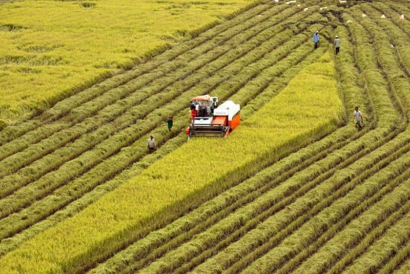 Sản xuất nông nghiệp 7 tháng năm 2025 tăng trưởng ổn định