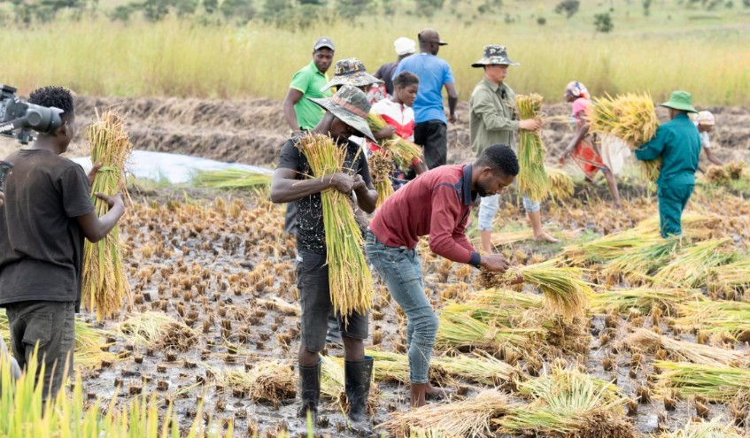 Việt Nam - Zambia th&uacute;c đẩy hợp t&aacute;c ph&aacute;t triển n&ocirc;ng nghiệp