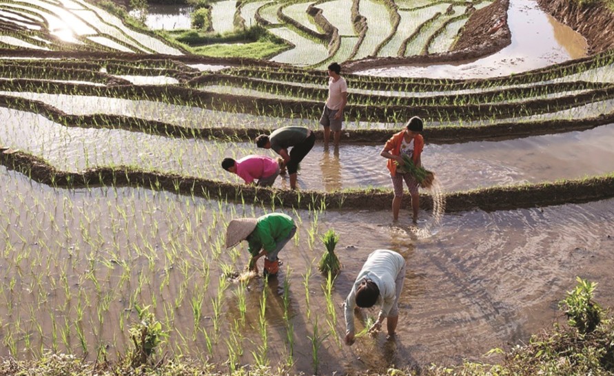 Sản xuất n&ocirc;ng, l&acirc;m, thủy sản th&aacute;ng 1 khởi sắc