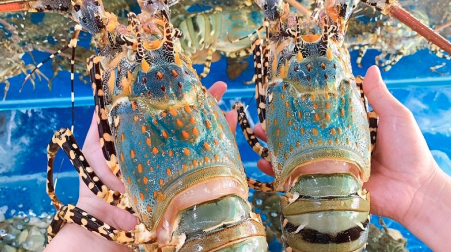 Việt Nam vươn l&ecirc;n dẫn đầu thị trường t&ocirc;m h&ugrave;m xanh tại Trung Quốc