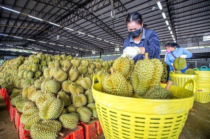 Trung Quốc siết kiểm dịch, xuất khẩu tại Lào Cai giảm sốc