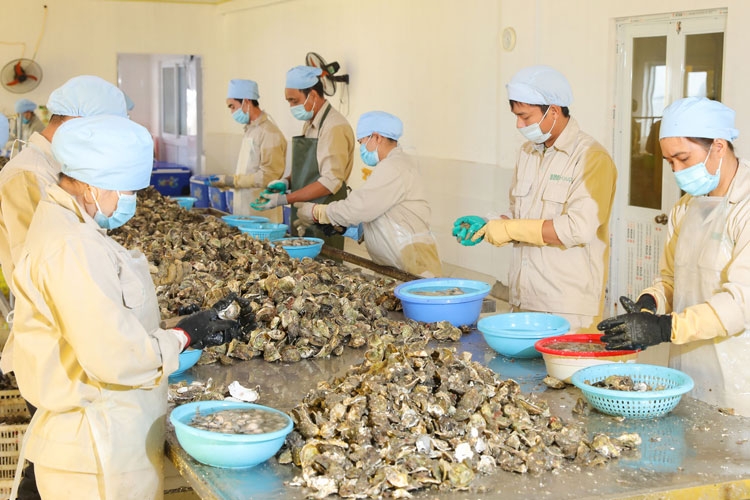 Nhật Bản thiếu hụt nguồn cung hàu: Cơ hội xuất khẩu cho doanh nghiệp Việt Nam