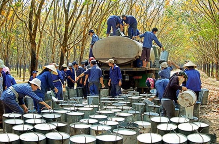 Xuất khẩu cao su tăng mạnh, giá phục hồi nhanh