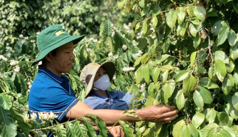 Xuất khẩu hồ tiêu ứng phó linh hoạt trước những biến động thị trường