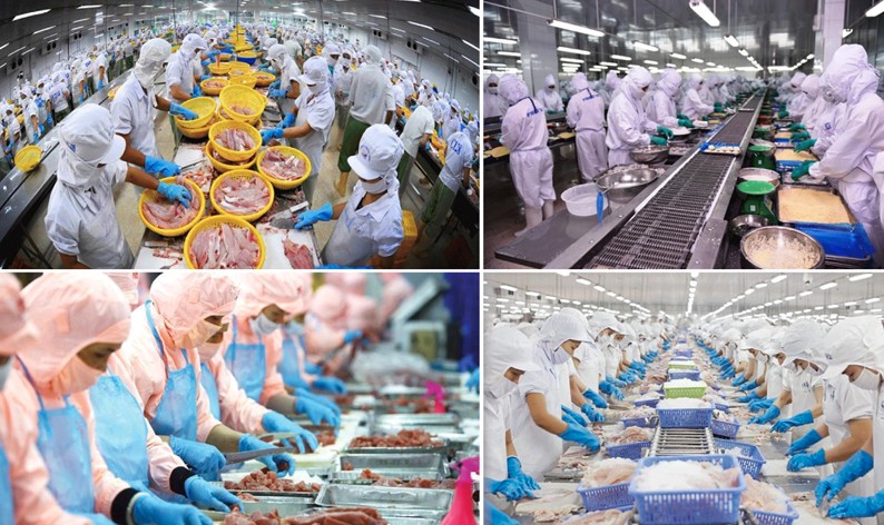 Xuất khẩu thủy sản duy trì đà tăng trưởng cao, ấn tượng nhóm nhuyễn thể có vỏ