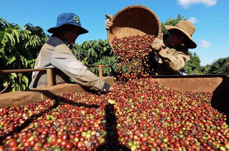 Giá cà phê xuất khẩu lập kỷ lục hơn 5.800 USD/tấn