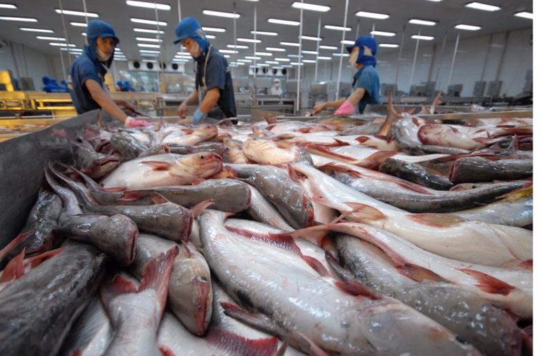 Khối thị trường CPTPP vươn lên vị trí thứ hai về nhập khẩu cá tra Việt Nam