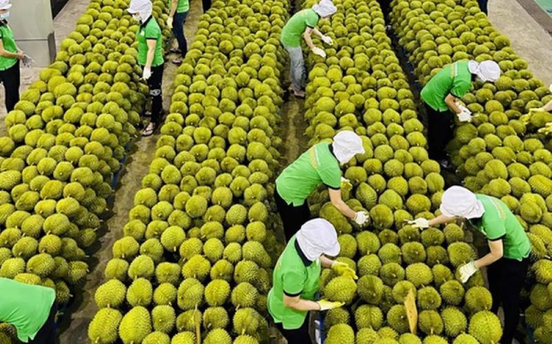 Giá trị xuất khẩu rau quả quý 1 giảm 11,3%