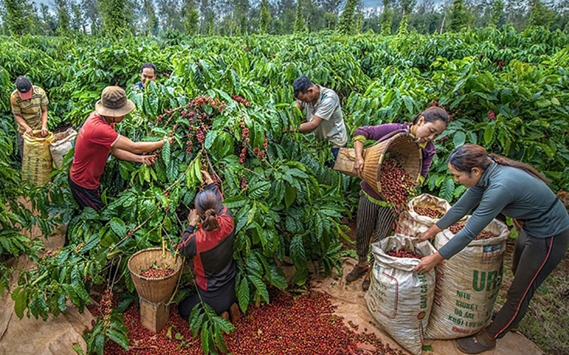 Xuất khẩu cà phê Việt Nam lập kỷ lục mới về kim ngạch