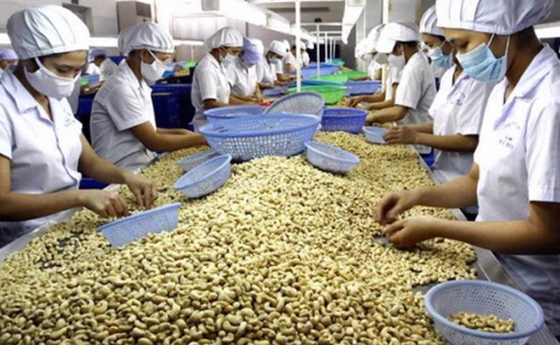 Giảm “áp lực” từ thị trường Hoa Kỳ, ngành điều Việt Nam tìm cơ hội xuất khẩu mới