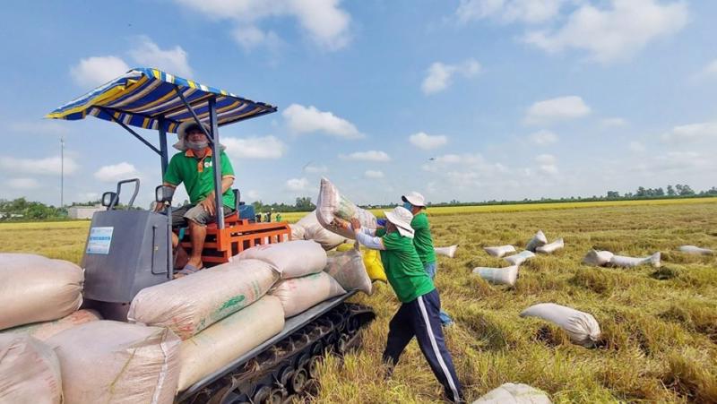 Giá gạo xuất khẩu của Việt Nam trở lại vị trí số 1
